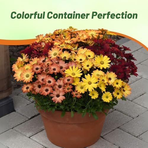 Outsidepride Sunset Mix Osteospermum African Daisy Seeds - 20 Pcs. Perennial Flower Seeds for Planting Outdoors with Long-Lasting Blooms, Drought-Tolerant, Easy to Grow for Sunny Gardens & Borders - Image 6