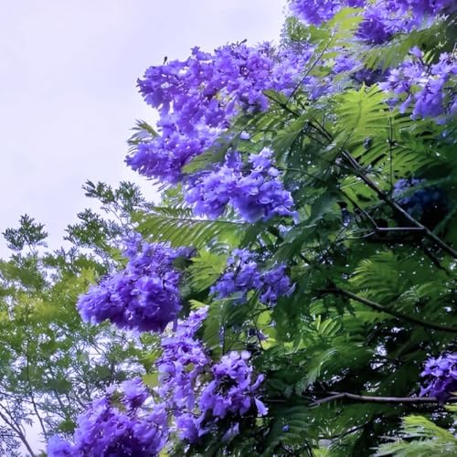 Blue Jacaranda Tree Live Plant, 5-8 Inch Tall, 4 Inch Pot - Image 6
