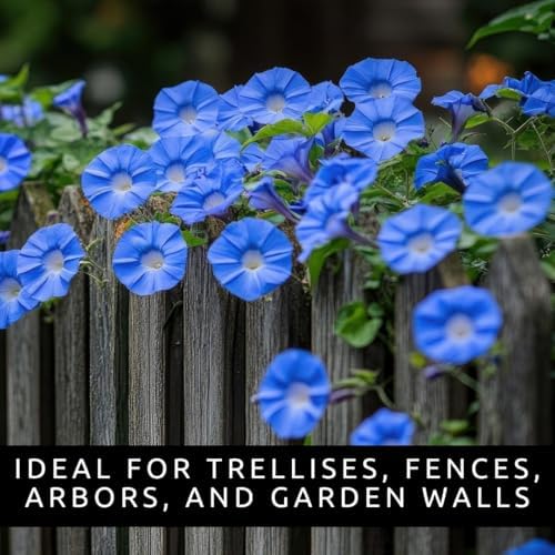 100 Blue Morning Glory Seeds | Climbing Flower Seeds for Planting - Image 2