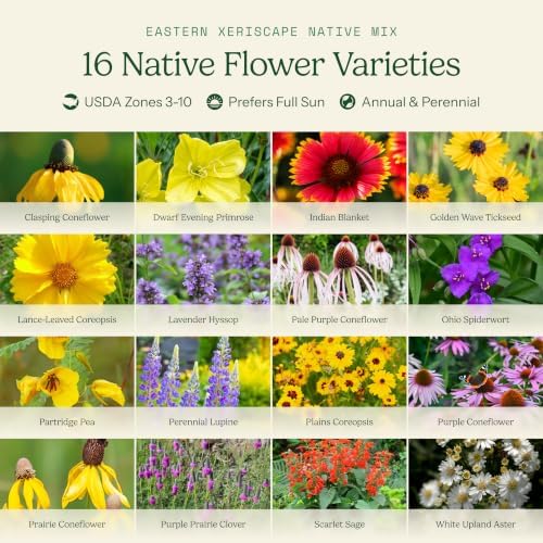 Eden Brothers Native Eastern Xeriscape Flower Seed Mix, 1/4lb,16 Drought Tolerant Wild Flower Seed Varieties,100% Pure No Fillers,Native Seeds for Planting Outdoors,Attracts Pollinators & Hummingbirds - Image 3