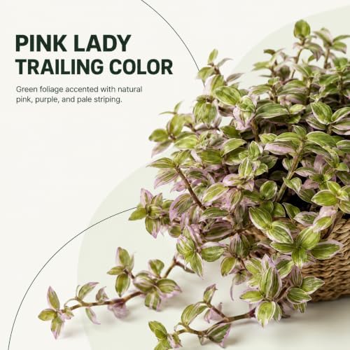 Live Succulents 3.5 Inch Pink Lady Callisia Repens with Hanging Basket - Turtle Vine Succulents Live - Fully Rooted Easy to Grow Houseplants for Home Office Wedding Decor & Gift (Heat Pack Included) - Image 2