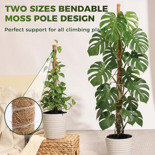3 Pack Moss Pole Monstera Plant Support, 2 Pack 28" & 1 Pack 48" Bendable Plant Stakes Made of Real Coco Coir Support for Climbing Indoor Plants, Tall Moss Stick Trellis for Potted Climbers - Image 3