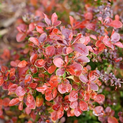 Proven Winners Sunjoy Really Red Barberry (Berberis thunbergii) Live Plant, 4.5" Qt - Image 4