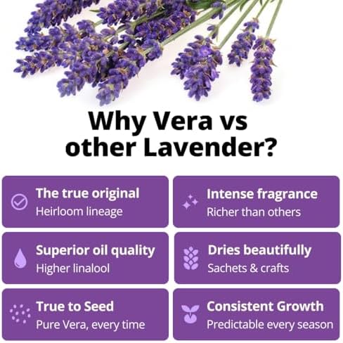 HOME GROWN English Lavender Seeds, 1,500+ Seeds, Lavandula antustifolia - Image 2