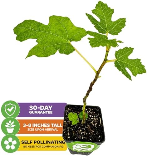Black Mission Fig Tree Live Plant - Ficus carica - Wellspring Gardens Starter Plant (2-Pack) - Image 2
