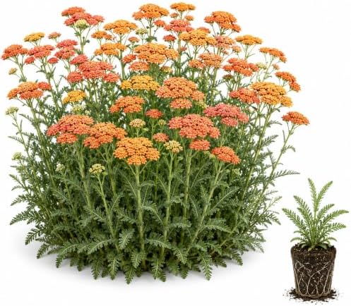 Achillea Sassy Summer Sunset Live Starter Plant Plug – Orange Yarrow Flowering Perennial – Pollinator Plant for Bees & Butterfly, 3 Plugs by CZGrain