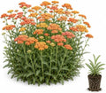 Achillea Sassy Summer Sunset Live Starter Plant Plug – Orange Yarrow Flowering Perennial – Pollinator Plant for Bees & Butterfly, 5 Plugs by CZGrain