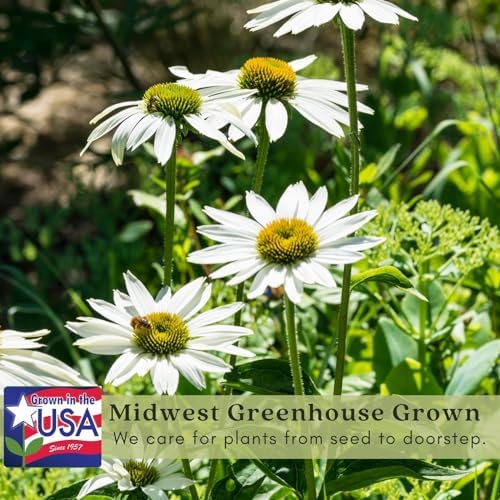 Clovers Garden White Coneflower (Echinacea Primadonna) Plants – Two (2) Live Plants – Non-GMO - Not Seeds - Each 4" to 8" Tall – in 4" Inch Pots – Hardy Flowering Perennial, Pollinator Favorite - Image 4
