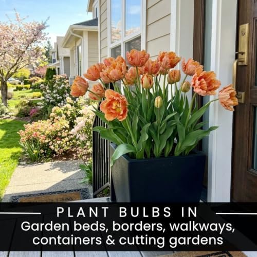 25 Apricot Parrot Tulip Bulbs | Peach Ruffled Tulips for Spring Gardens - Image 5