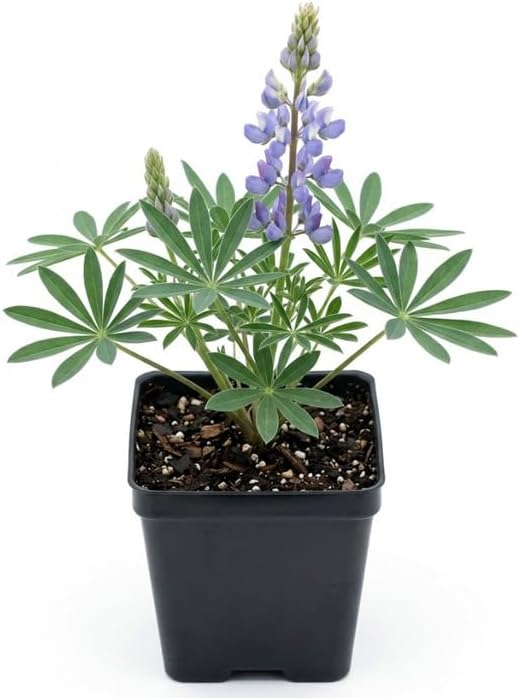 Wild Lupine Live Plant, 4-6" Tall in 4" Pot, Grow Robust, Easy to Care Vibrant Blue Flowers for Pollinator Gardens by GINGERGLOW