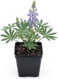 Wild Lupine Live Plant, 4-6" Tall in 4" Pot, Grow Robust, Easy to Care Vibrant Blue Flowers for Pollinator Gardens by GINGERGLOW