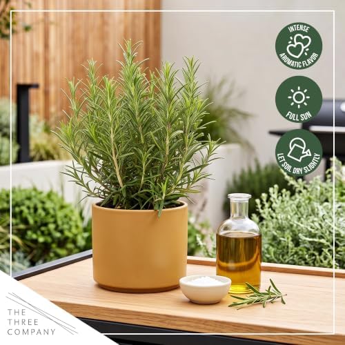 Herb - Rosemary (4 Pack), Live Edible Culinary Herb, Aromatic, Savory - Image 7