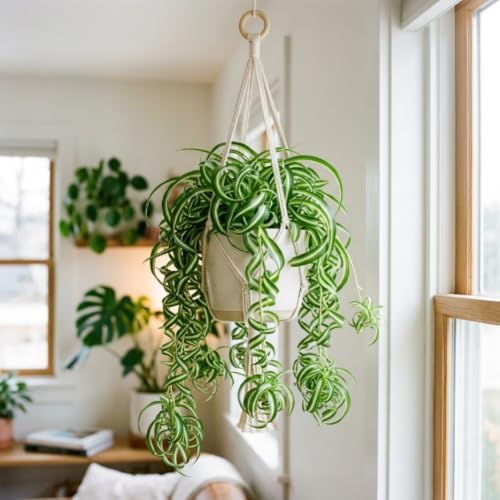 Curly Spider Plant, Desk Shelf Plant, 4-6 Inch Tall, 4 Inch Pot - Image 3