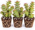 String of Buttons Crassula Live Plant Plugs – Crassula Perforata Succulent Starter Plants – Stacked Green & Pink Succulent for Pots & Containers, 3 Plants by CZGrain