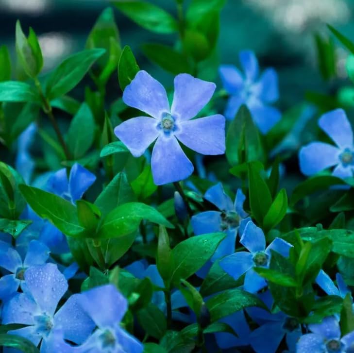 25 Live Blue Vinca Minor Plants, Creeping Myrtle Ground Cover, Periwinkle Hardy Perennial, 4-6 Inch Tall, Bare Root, No Pot - Image 5