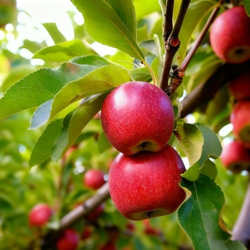 Bonsai Fruit Tree Mix Seeds for Planting, Lemon 40, Apple 42, Cherry 20, Orange 40, Blueberry 20 Seeds, 5 Variety Fruit Tree Seed for Home Bonsai Outdoor, Heirloom Non-GMO - Image 6