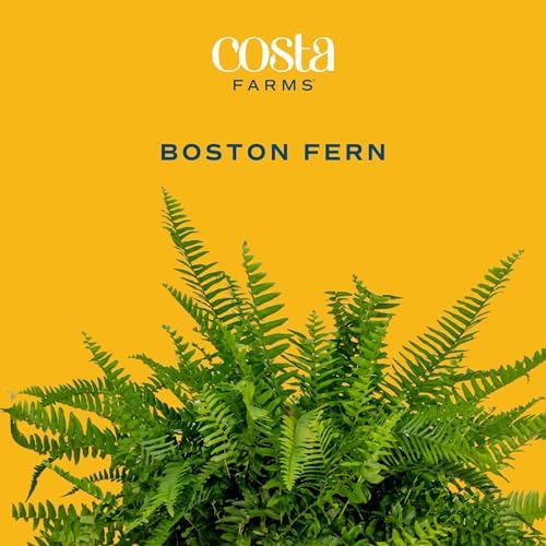 Costa Farms Boston Fern, Live Indoor Plant, Easy Care, Home Decor - Image 2