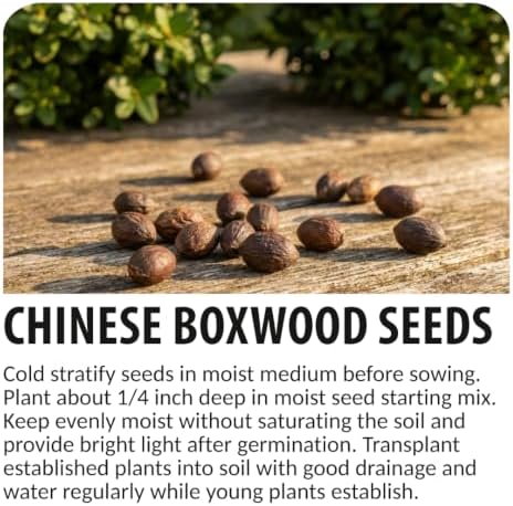 30 Chinese Boxwood Seeds | Evergreen Shrub Seeds for Planting - Image 6