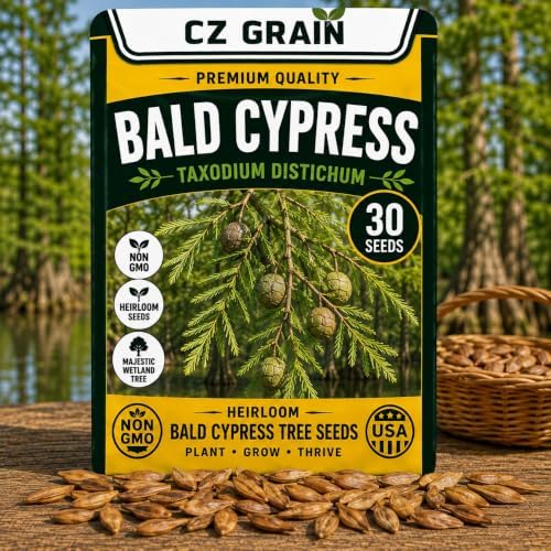 30 Bald Cypress Tree Seeds | Taxodium Distichum Seeds for Planting by CZGrain