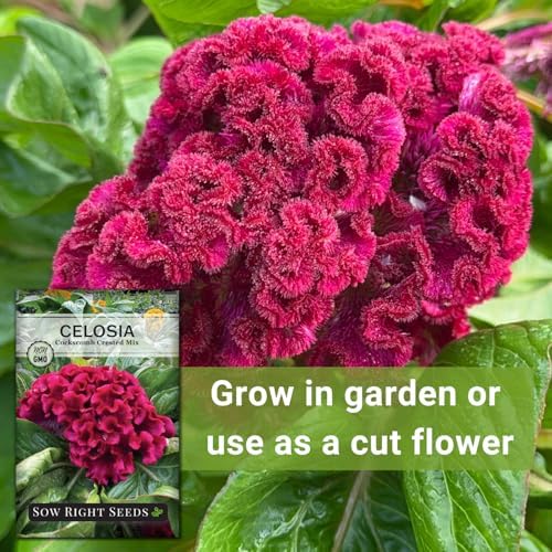 Sow Right Seeds - Cockscomb Crested Mix Celosia Seed for Planting Flower - Image 5