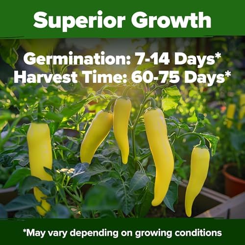 HOME GROWN Sweet Banana Pepper Seeds, 188+ Seeds, Capsicum annuum - Image 5