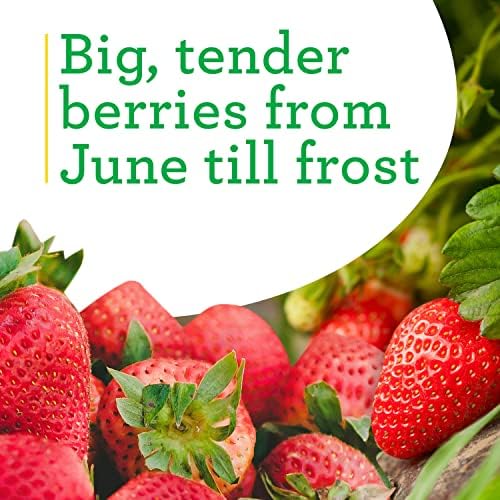 Bonnie Plants Strawberry, Live Plant, 19.3 oz. (4-Pack) - Image 4