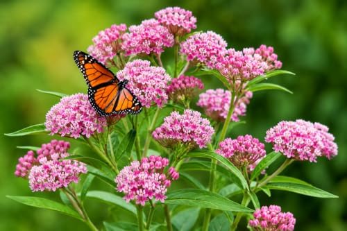 2 Pink Milkweed Plant Live in Pot (Asclepias incarnata) Swamp Milkweed - Image 3