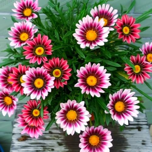 Gazania Rigens Seeds: 300 PCS Premium Mix – Heat-Tolerant, Ornamental Flowers Long-Blooming Hardy Annual for Patio, Garden Landscaping & Rock Gardens - Image 3
