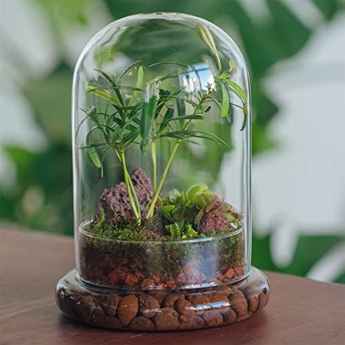 NCYP Glass Cloche Dome with Air Hole and Base, 5.9 x 5.9 x 8.2 Inches - Image 4