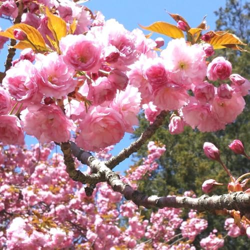 Double Pink Cherry Blossom Tree, Ornamental Plant Live, 6-12" Tall, in Pot - Image 4