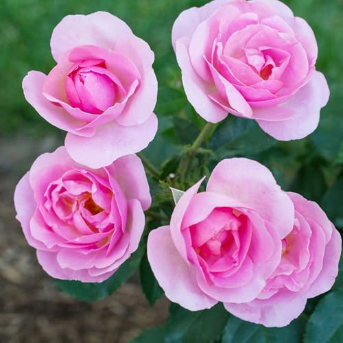 Perfect Plants Peachy Knock Out Rose Bush, 1 Gallon, Live Plant - Image 6