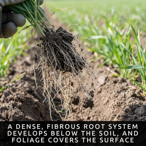1000 Oat Seeds for Planting | Avena Sativa Grain Cover Crop Seeds - Image 5