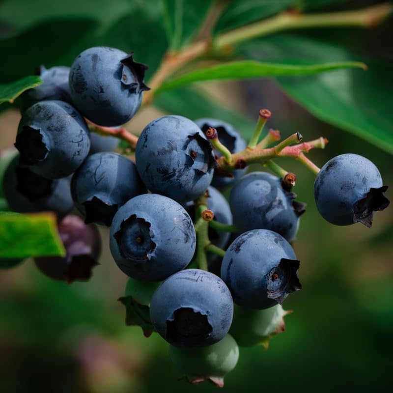 2 Duke Blueberry Plants Live, Sweet Berry Shrub, 5-12" Tall - Image 6