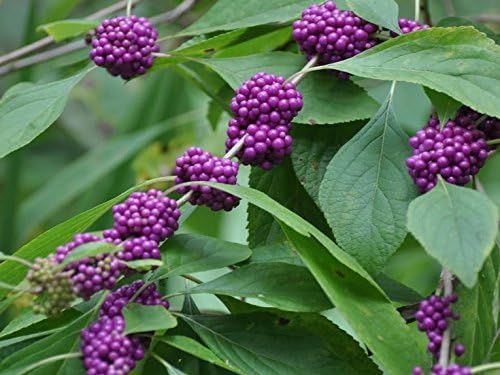 40 American PURPLE BEAUTYBERRY Shrub Flower Callicarpa Americana Seeds - Image 3