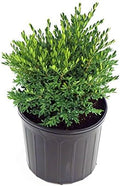 Buxus micro. jap. 'Green Gem' (Boxwood) Evergreen, #3 - Size Container by GreenPromiseFarms