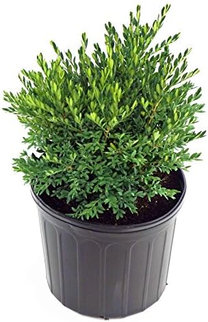 Buxus micro. jap. 'Green Gem' (Boxwood) Evergreen, #3 - Size Container by GreenPromiseFarms