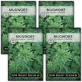 Sow Right Seeds - Mugwort Seed for Planting Perennial Medicinal Herb 4pk by SowRightSeeds