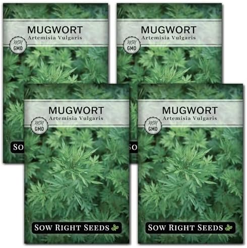 Sow Right Seeds - Mugwort Seed for Planting Perennial Medicinal Herb 4pk by SowRightSeeds
