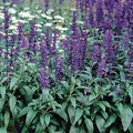 Park Seed Evolution Salvia Seeds, Pack of 50 by ParkSeed