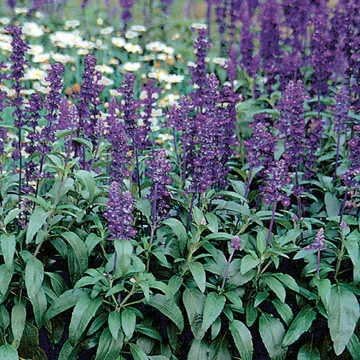 Park Seed Evolution Salvia Seeds, Pack of 50 by ParkSeed