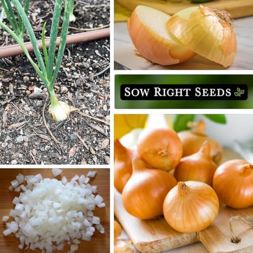 Sow Right Seeds Texas Early Grano Onion - Image 4