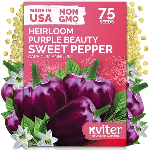 75 Purple Beauty Sweet Pepper Heirloom Vegetable Seeds, Capsicum Annuum by KVITER