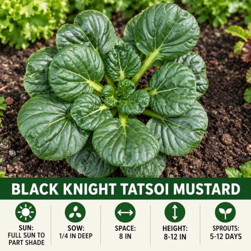 1000 Black Knight Tatsoi Mustard Seeds for Planting – Heirloom, Non-GMO, USA Grown Asian Greens with Premium Waterproof Packaging Brassica rapa subsp. narinosa by RDR Seeds - Image 4