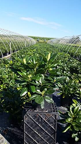 Green Promise Farms Rhododendron `Scintillation` Evergreen, 3 Size Container, Soft Pink - Image 2