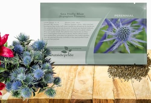Outsidepride Silver Blue Sea Holly Seeds for Planting - 5000 Pcs Perennial Drought-Tolerant Eryngium Cut Flower Garden Seeds for Floral Arrangements, Pollinator & Low Water Gardens by Outsidepride