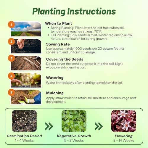 Outsidepride Hispanicum Sedum Seeds - 1000 Pcs Perennial Ground Cover Seeds for Planting, Cold-Hardy & Heat-Tolerant Succulent Plants, Ideal for Rock Gardens, Containers, and Xeriscaping (Pack of 3) - Image 4