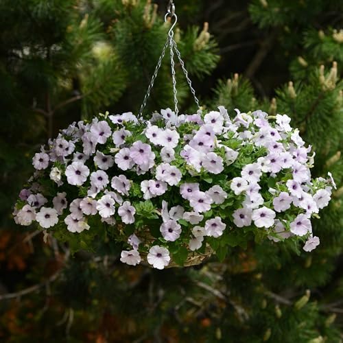 Eden Brothers Petunia Seeds - Easy Wave Silver - Image 3