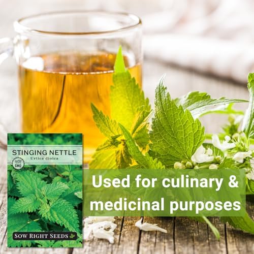 Sow Right Seeds - Stinging Nettle Seed for Planting Perennial Medicinal - Image 5