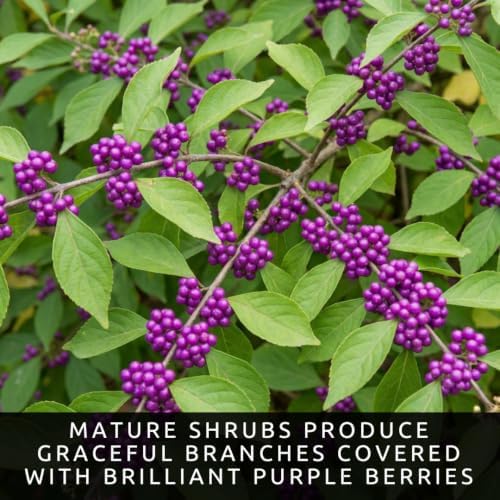 Beautyberry Seeds for Planting Native Shrub 100 Premium Seeds - Image 2