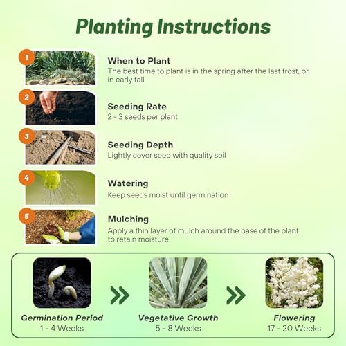 Outsidepride Adam's Needle Yucca Seeds for Planting - 200 Pcs Drought Tolerant Flower Seeds with Evergreen Foliage & Pollinator-Friendly Flowers, for Xeriscaping, Dry or Sandy Landscapes - Image 4